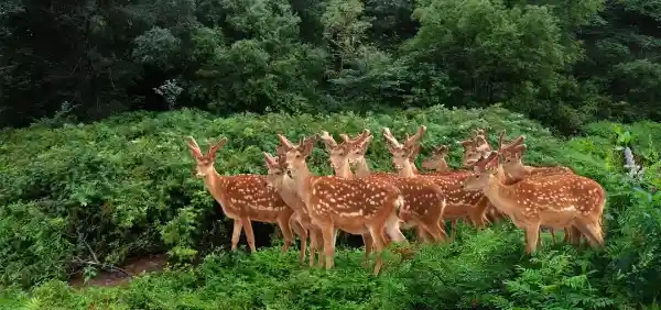 东阿阿胶30年：一胶越千年，传承与创新的荣耀征程