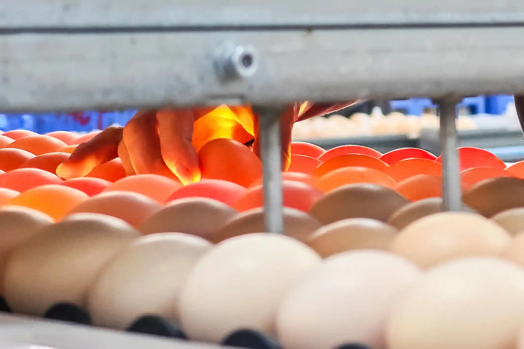 蛋黄失控：黄天鹅陷色素门风波，真相何在？