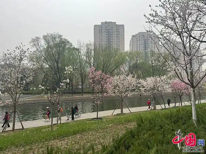 京津冀春日盛宴开启：朝阳花园节唤醒全城赏花热